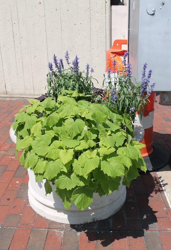 A round concrete security planter is filled with vibrant green and purple plants